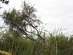 Poodytes punctatus vealeae