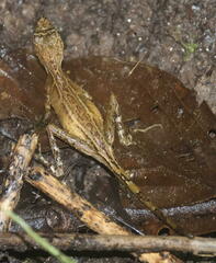 Aphaniotis acutirostris