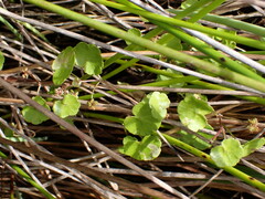 Hydrocotyle pterocarpa