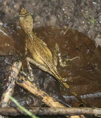 Aphaniotis acutirostris