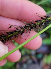 Carex uncinata