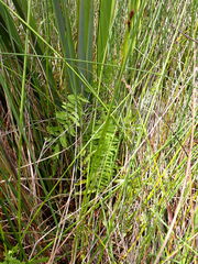 Thelypteris confluens