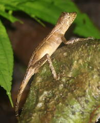 Aphaniotis acutirostris