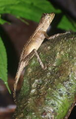 Aphaniotis acutirostris