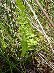 Thelypteris confluens