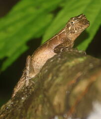 Aphaniotis acutirostris