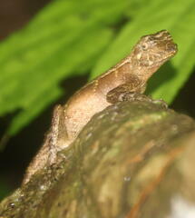 Aphaniotis acutirostris