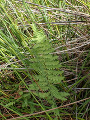 Thelypteris confluens