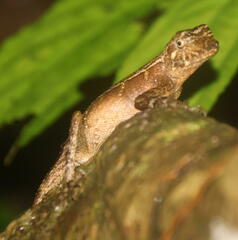 Aphaniotis acutirostris