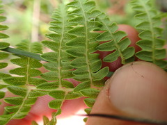 Thelypteris confluens