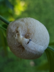 Archimantis latistyla