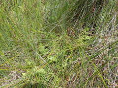 Thelypteris confluens