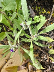 Anchusa aggregata