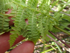 Thelypteris confluens