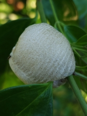 Archimantis latistyla