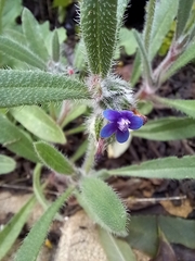 Anchusa aggregata