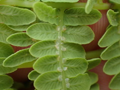 Thelypteris confluens