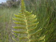 Thelypteris confluens