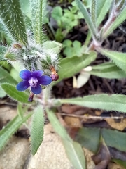 Anchusa aggregata