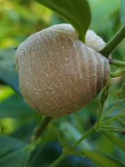 Archimantis latistyla