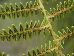 Thelypteris confluens