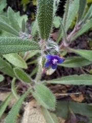 Anchusa aggregata