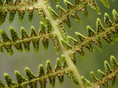 Thelypteris confluens