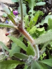 Anchusa aggregata