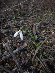 Galanthus plicatus