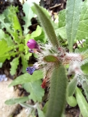 Anchusa aggregata