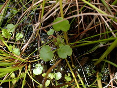 Hydrocotyle pterocarpa