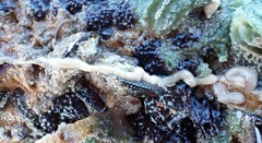 Baseodiscus delineatus