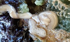 Baseodiscus delineatus