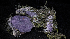 Nectriopsis violacea