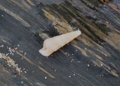 Colpospira guillaumei