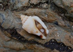 Canarium microurceum