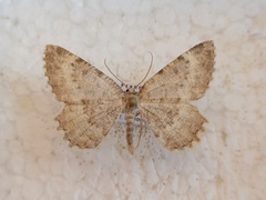 Charissa glaucinaria