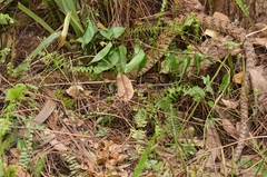 Ptyas mucosa