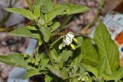 Solanum