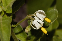 Solanum