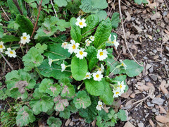Primula vulgaris