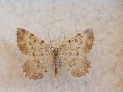 Charissa glaucinaria