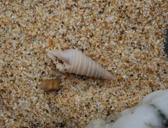 Pulsarella cognata