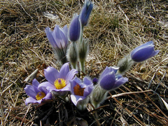 Pulsatilla grandis