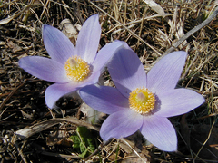 Pulsatilla grandis