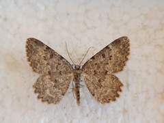 Charissa glaucinaria