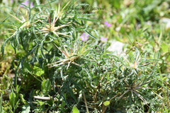 Centaurea calcitrapa