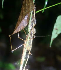 Diesbachia