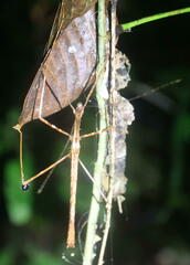 Diesbachia