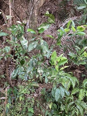 Pyrenaria microcarpa